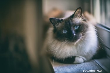 Discover the Top 7 Fluffiest Cat Breeds for Your Perfect Furry Companion
