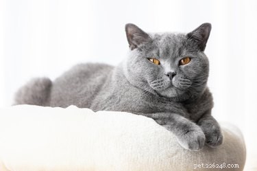 Discover 7 Intriguing Facts About the British Shorthair Cat