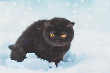 Discover 7 Intriguing Facts About the British Shorthair Cat