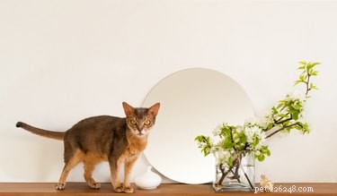 9 Fascinating Facts About the Elegant Abyssinian Cat