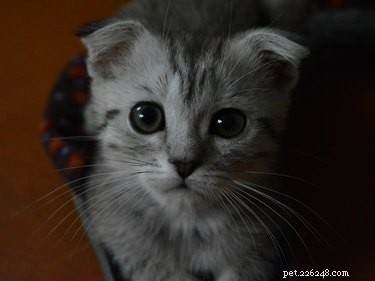 Discover 7 Insightful Facts About the Beloved Scottish Fold Cat
