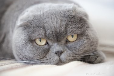 Discover 7 Insightful Facts About the Beloved Scottish Fold Cat
