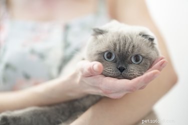 Discover 7 Insightful Facts About the Beloved Scottish Fold Cat