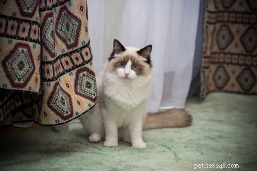 12 Surprising Facts About Ragdoll Cats You Should Know