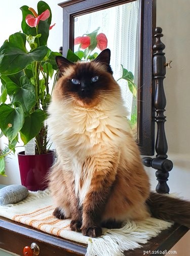 12 Surprising Facts About Ragdoll Cats You Should Know