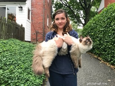 12 Surprising Facts About Ragdoll Cats You Should Know