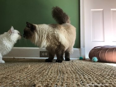 12 Surprising Facts About Ragdoll Cats You Should Know