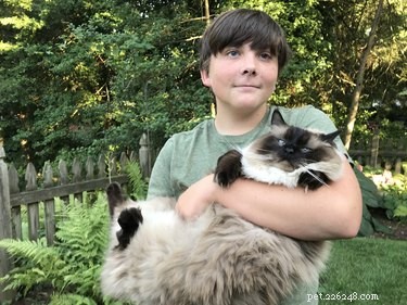 12 Surprising Facts About Ragdoll Cats You Should Know