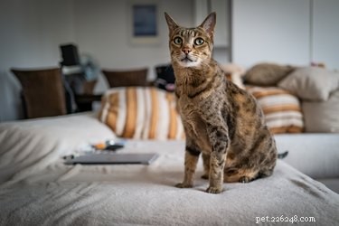 Discover the Savannah Cat: Features, Care, and Why They’re Instagram‑Famous