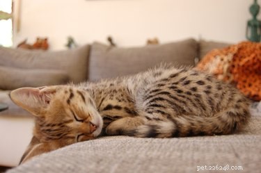 Discover the Savannah Cat: Features, Care, and Why They’re Instagram‑Famous