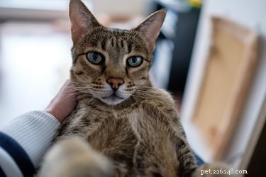 Discover the Savannah Cat: Features, Care, and Why They’re Instagram‑Famous