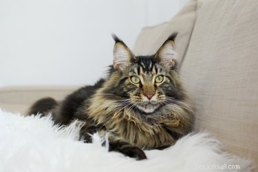 7 Compelling Facts About Maine Coon Cats – Discover the Majestic Breed