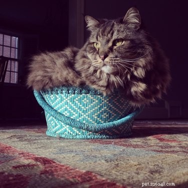 7 Compelling Facts About Maine Coon Cats – Discover the Majestic Breed