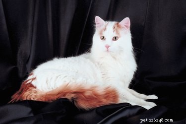 Discover the Turkish Van Cat: Traits, Care, and Why They’re a Great Family Pet
