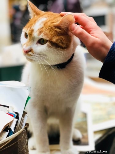 Discover the Turkish Van Cat: Traits, Care, and Why They’re a Great Family Pet
