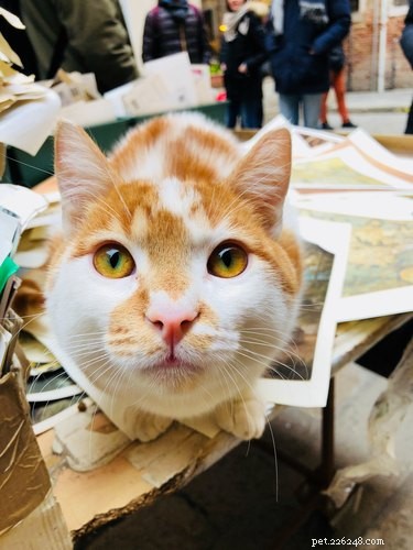 Discover the Turkish Van Cat: Traits, Care, and Why They’re a Great Family Pet