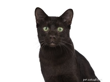 Havana Brown Cats: Breed Facts, Care & Personality Guide