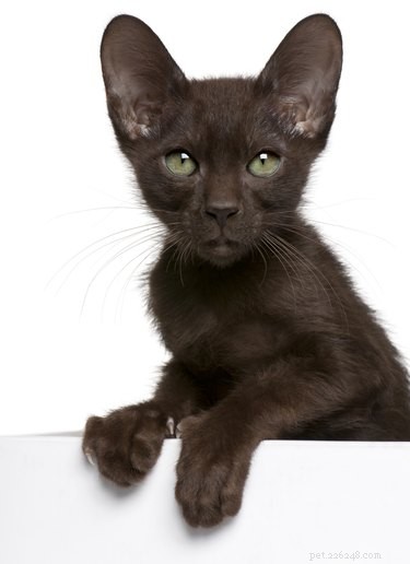 Havana Brown Cats: Breed Facts, Care & Personality Guide