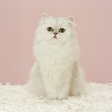 All You Need to Know About Persian Cats: Elegant, Friendly, and Stunningly Beautiful