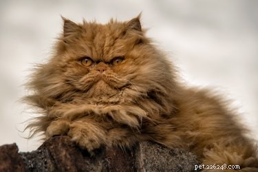 All You Need to Know About Persian Cats: Elegant, Friendly, and Stunningly Beautiful