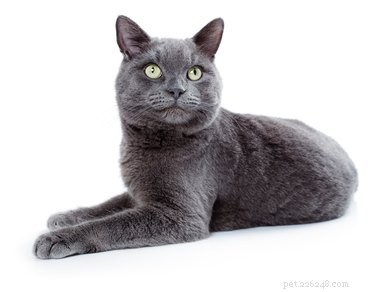 Discover the Korat Cat: Facts, Traits, and Why It’s a Beloved Companion