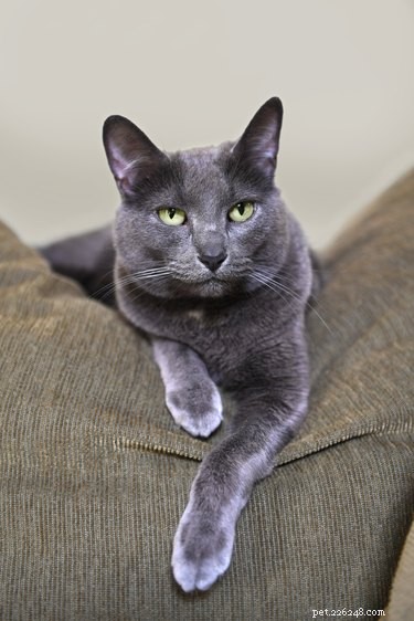 Discover the Korat Cat: Facts, Traits, and Why It’s a Beloved Companion