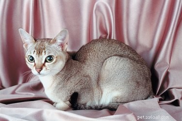 Singapura Cat: Size, Personality, and Care Guide