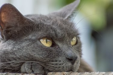 Everything You Need to Know About the Russian Blue Cat Breed