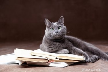 Everything You Need to Know About the Russian Blue Cat Breed