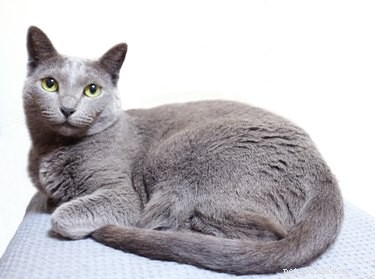 Everything You Need to Know About the Russian Blue Cat Breed