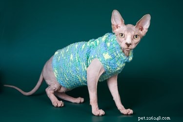 Sphynx Cat Breed: Fascinating Facts & Essential Care Guide