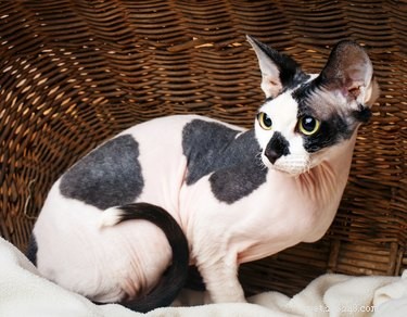 Sphynx Cat Breed: Fascinating Facts & Essential Care Guide