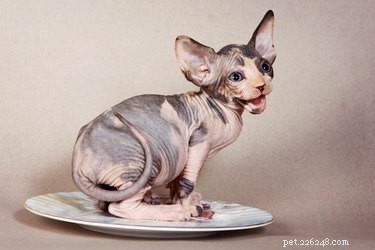 Sphynx Cat Breed: Fascinating Facts & Essential Care Guide