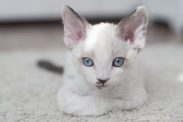 Small Cat Breeds That Stay Under 10 Pounds