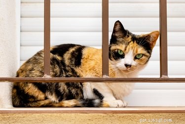 Average Weight of Female Calico Cats: What You Need to Know
