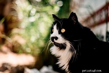 Long‑Eared Cat Breeds: From Lynx‑Tips to Norwegian Forest Cats