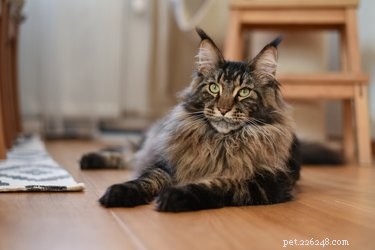 Long‑Eared Cat Breeds: From Lynx‑Tips to Norwegian Forest Cats