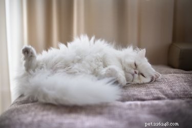 Long‑Eared Cat Breeds: From Lynx‑Tips to Norwegian Forest Cats