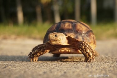 Male vs. Female Sulcata Tortoises: Key Differences Explained