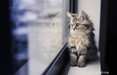 How to Predict Whether a Kitten Will Grow Long, Luxurious Fur