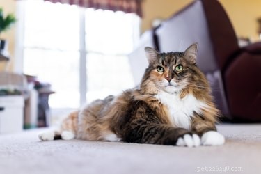 Calico vs. Tortoiseshell Cats: Key Differences Explained