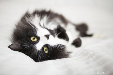 Top Black & White Cat Breeds: Classic Tuxedo Cats & More