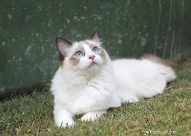 Ragdoll vs. Birman Cats: Key Differences Explained