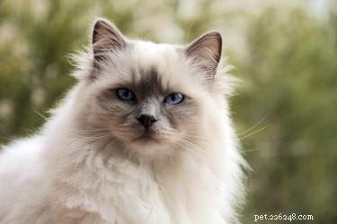Ragdoll vs. Birman Cats: Key Differences Explained