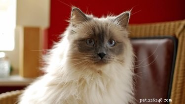 Ragdoll vs. Birman Cats: Key Differences Explained