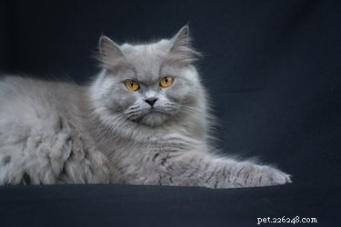 A Comprehensive Guide to Breeding Persian Cats Safely and Responsibly