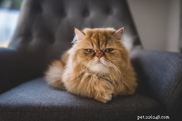 A Comprehensive Guide to Breeding Persian Cats Safely and Responsibly