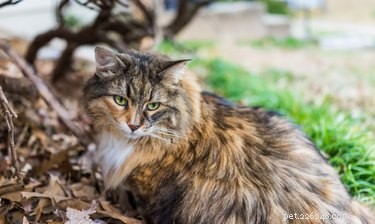 Maine Coon vs. Norwegian Forest Cat: Spotting the Differences