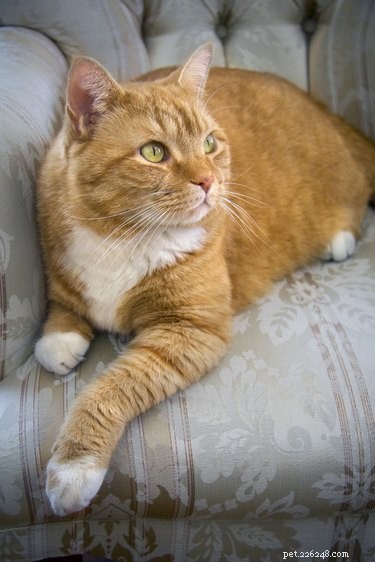 Orange Tabby Cats: Key Facts & Myths Debunked