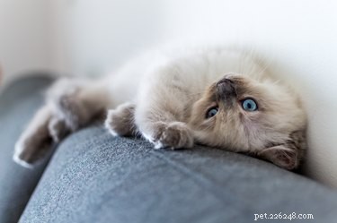 Ragdoll Cat Prices: What You Need to Know